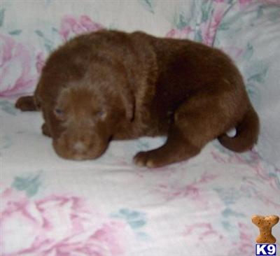Cinnamon - Adorable Chocolate F2B Labradoodle Girl